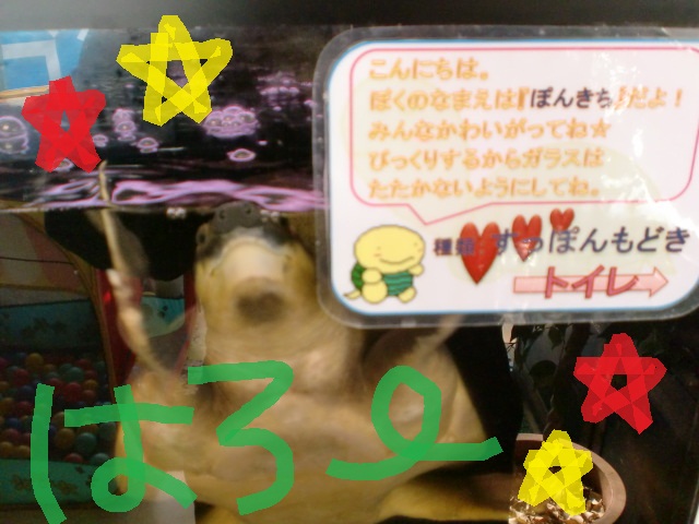 ぽんきち★.jpg